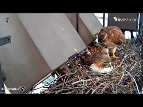 Cornell RTH  'Big Red Ousts Ezra!'  8:10 am   _4.9.13_