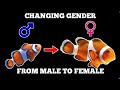 FISH THAT HAS ABILITY TO CHANGE GENDER