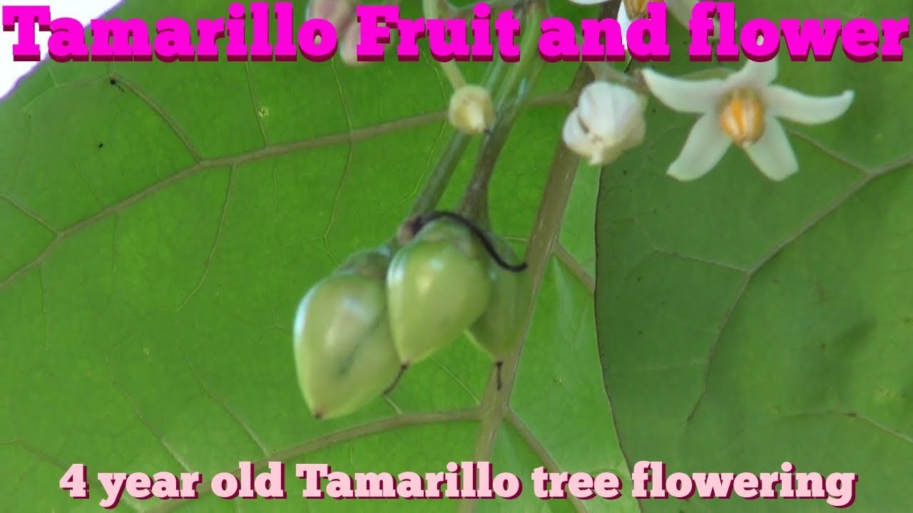 ⟹ TAMARILLO TREE | Solanum betaceum | flowers, fruits, will i get fruit before fall - YouTube