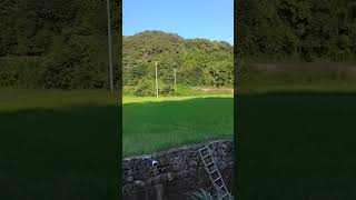 稲刈り後の様子　シルク米