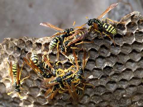 2020 diska ta Walter Micallef Elfejn u għoxrien