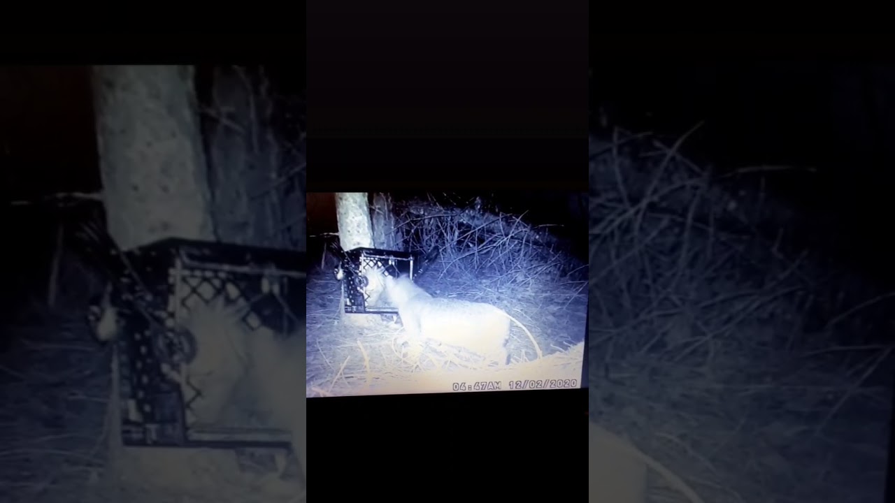 bobcat about to get trapped #trapping #bc #dangertv #trap #hbc #animal  #beaver #otter #hunting