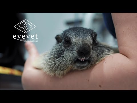 Operacja usunięcia zaćmy u świstaka Niuniusi - lek. wet. Natalia Kucharczyk ESE ECVO