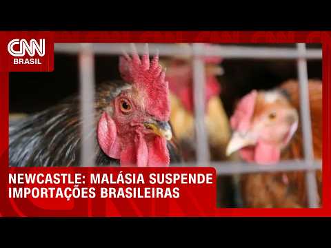 Malásia suspende importações brasileiras devido à doença de Newcastle | CNN AGRO NEWS