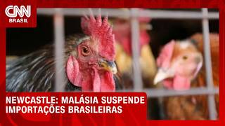 Vídeo: Malásia suspende importações brasileiras devido à doença de Newcastle | CNN AGRO NEWS