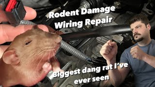 2022 Subaru WRX Rodent Damage Wiring Repair