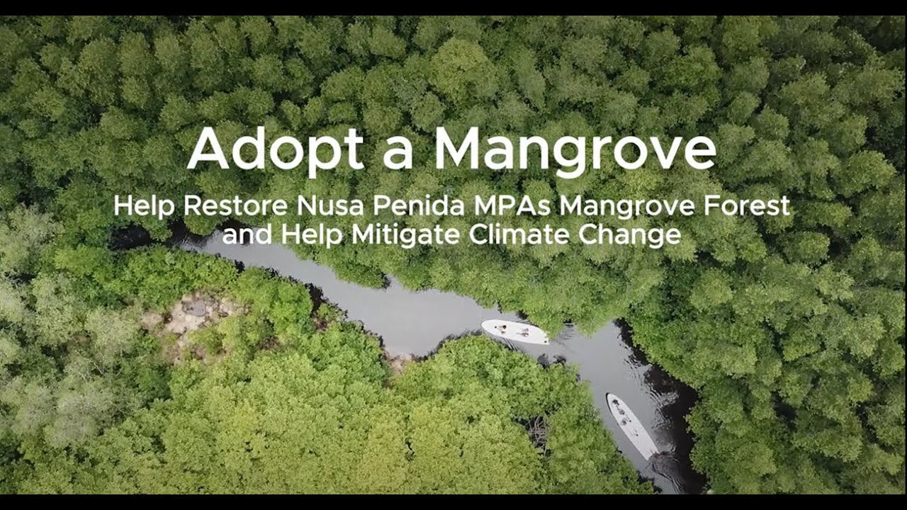 CTC Adopt a Mangrove Program