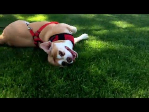 Nina the Chiweenie Cheerleader