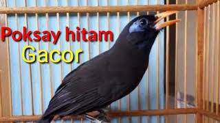 Download lagu Nyanyian Poksay hitam di jamin 100% Ampuh mujarab mp3