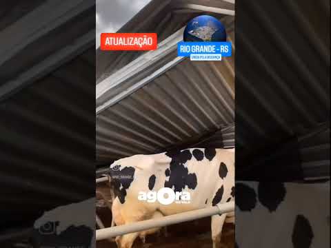 Temporal causa destruição em propriedades rurais no Rio Grande do Sul