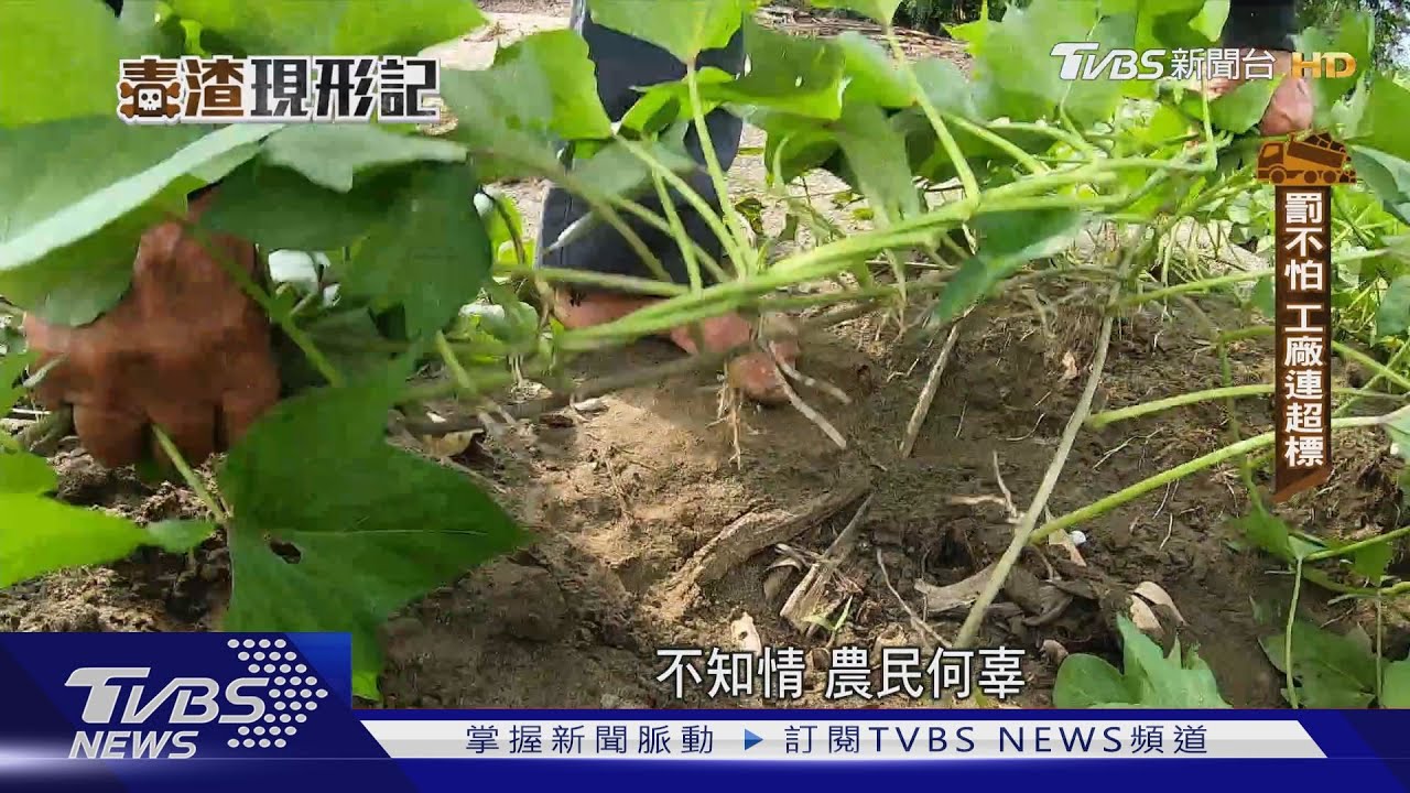 直擊農作物戴奧辛超標!嚴查環境 如何自保