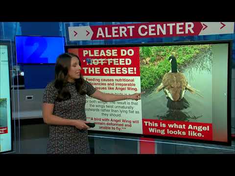 “Don’t feed the geese.” Giving bread to geese could cause health problems