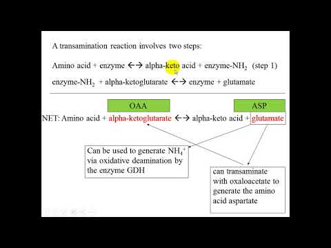 Nitrogen Metabolism of  Amino Acids