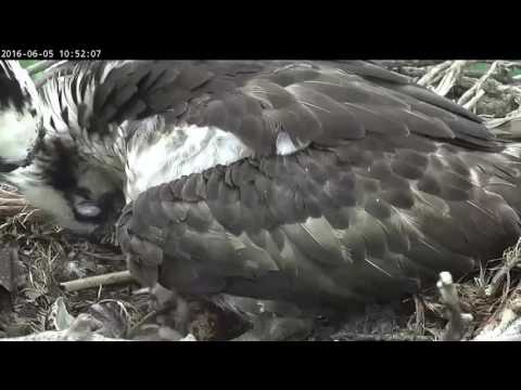 Osprey hatch - Second bird
