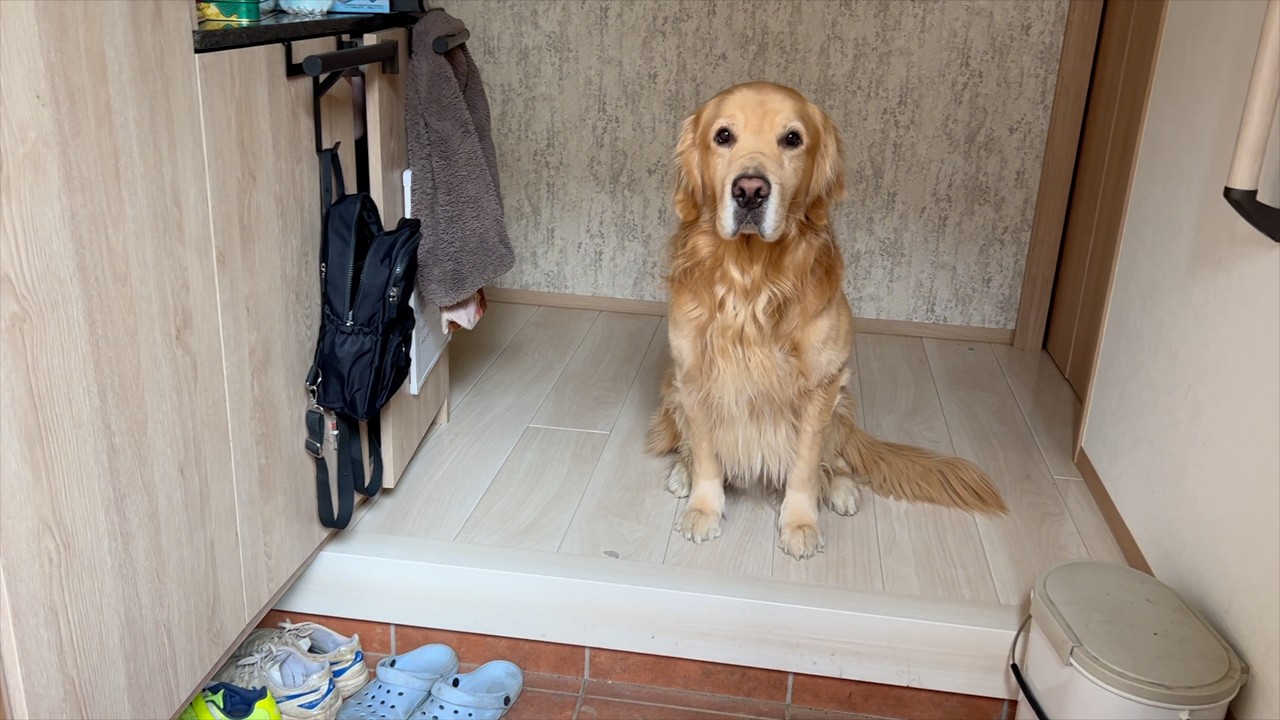 早く帰ってきたときはいつも、旅館のおかみさんのような佇まいで出迎えをしてくれる愛犬w