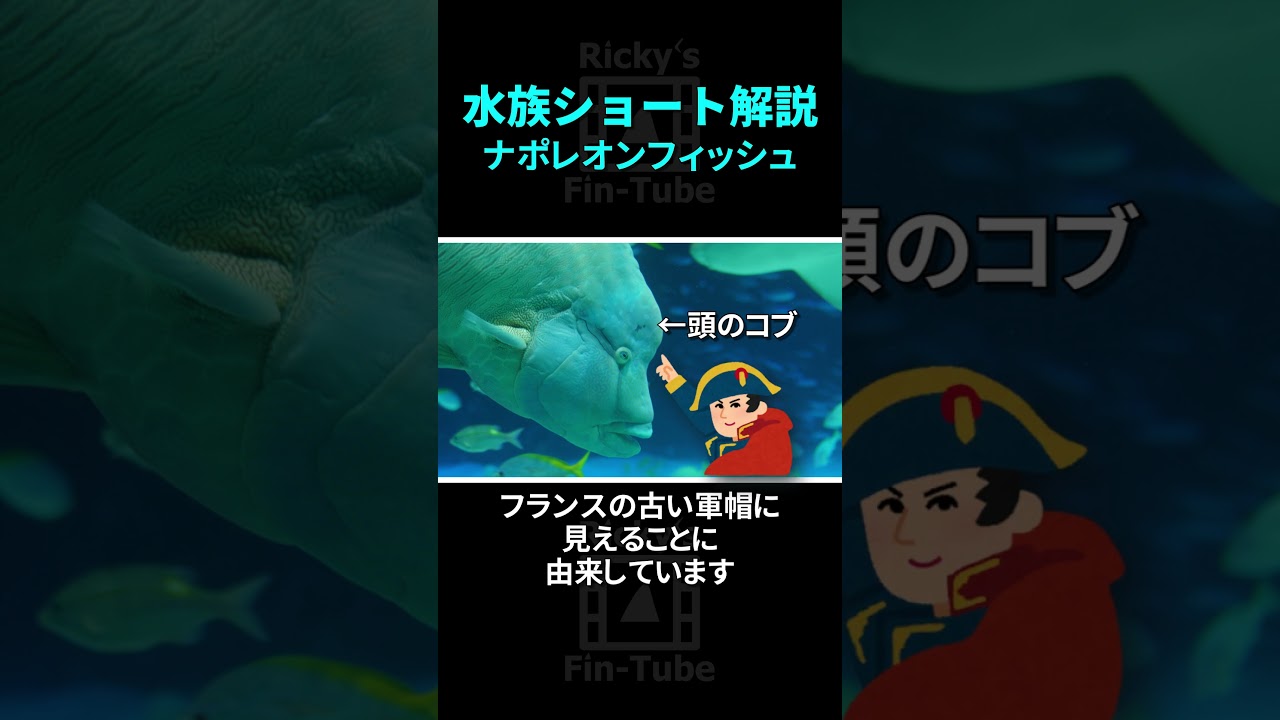 ナポレオンフィッシュまたの名をメガネモチノウオを解説！性転換する世界最大のベラ！　#水族ショート解説　#水族館　#海水魚