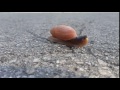 Rosy Wolf Snail b-roll raw video