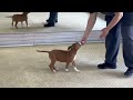 Стафф щенок: Секреты мотивации на тренировке!