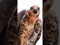 An Eagles Scream Call Eagle Sound Una Llamada De Grito De águilas Орлиный крик Eagle Bir