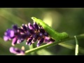 Firiza. /Ciprian Porumbescu – Balada/ 