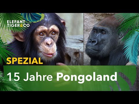 ETC-Spezial: Das Pongoland | Elefant, Tiger & Co. | MDR