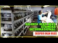 Seleksi Pada Ikan Hias Air Tawar