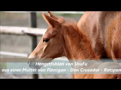 Hengstfohlen von ShuFu - Finnigan - Don Crusador - Rotspon