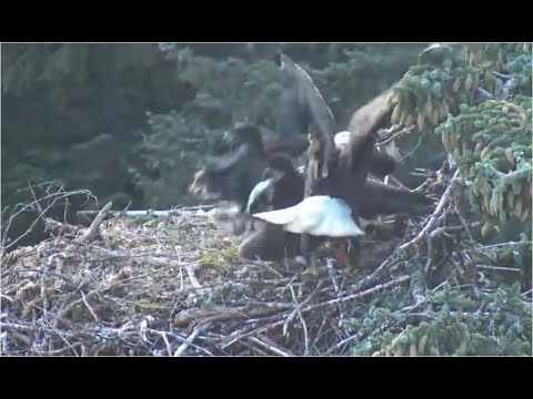 Aug 4, 2019 - Youngest Swallows Fish Before Oldest Sees It - Good Job Glacier Garden Bald Eagle Nest