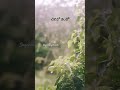 Yeduta Nilichindi Choodu Lyrical Song Vaana Song Telugu Lyrical Song