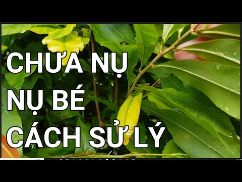 🔴 QBS22265 - CÁCH SỬ LÝ CÂY MAI CHƯA CÓ NỤ HOẶC NỤ BÉ | CÂY MAI CHƯA CÓ NỤ THÁNG 8 CÓ KỊP TẾT KHÔNG