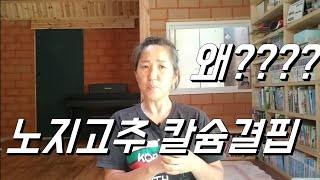 노지고추 칼슘결핍. 칼슘 줬는데 왜? 앗. 나의 실수!
