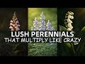 20 Lush Perennials That Multiply Like Crazy