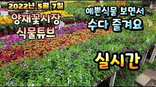 2022년 5월 7일 토요일   예쁜식물들  보면서  수다즐겨봐요 #양재꽃시장 #식물튜브