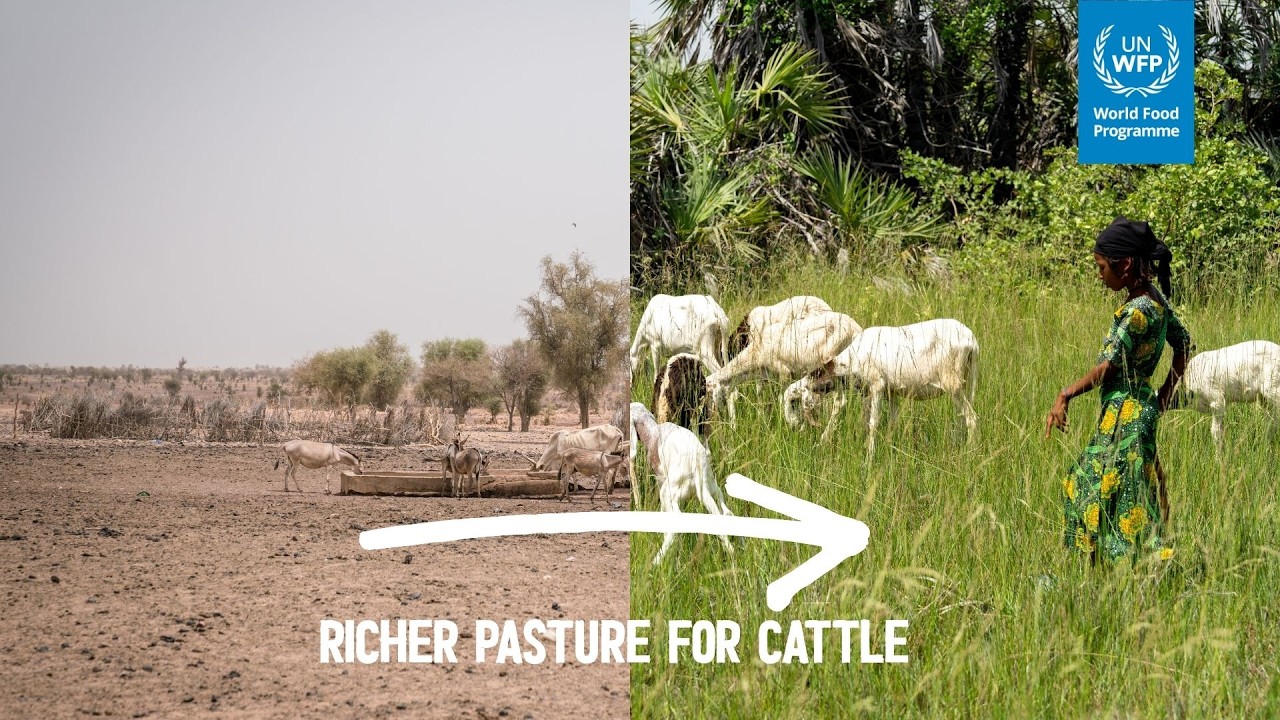 Fertile Land and Water Access: Lifelines for Farmers and Herders in the Sahel