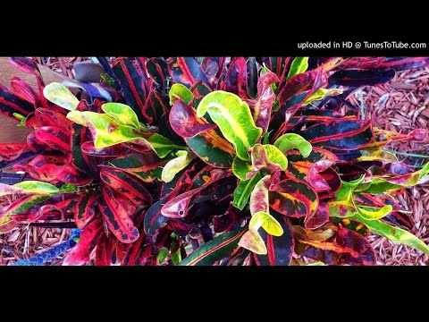 Eco Do Jongo feat. Ras B (Om Unit Remix) - Dubkasm