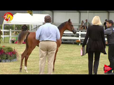 N.1 AJ MAISORA - ELRAN CUP 2019 - Fillies foals (Class 1)