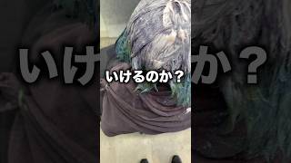 【にじさんじ】ミランケストレルさんの髪色は美容室でも難しい