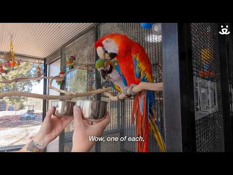Parrots pick treats at Best Friends Animal Sanctuary