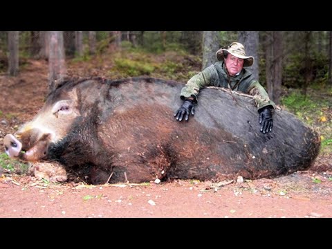 What Happens When a Wild Boar Crosses with a Domestic Pig. The Invasion of Super Pigs After 50 Years