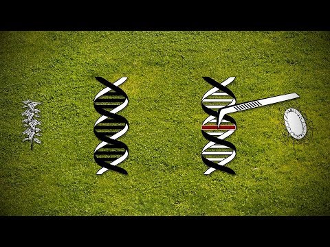 トランスジェニック食品（遺伝子組み換え (Transgenic Foods (GMO))