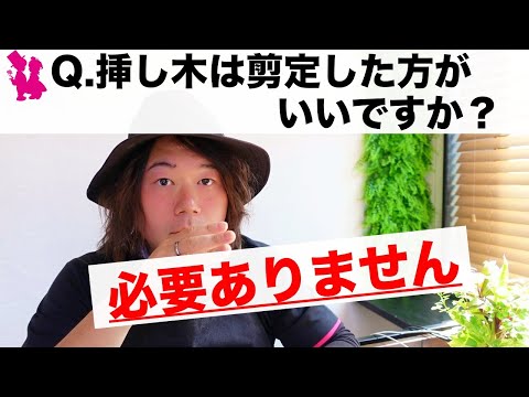 イチジクの木、大人気のイチジクの実がなる木