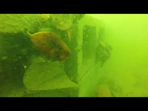 Pumicestone Passage - southern shellfish reef deployment Dec 2018