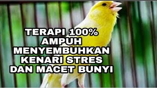 Download lagu TERAPI AMPUH MENYEMBUHKAN KENARI MACET BUNYI mp3 Download lagu TERAPI AMPUH MENYEMBUHKAN KENARI MACET BUNYI mp3