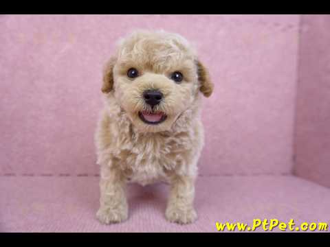 09/23泰迪比熊公幼犬(苗栗苑裡)