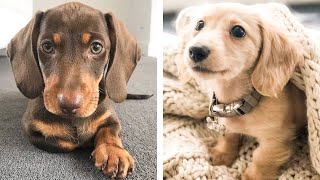 😍 Cute & Funny Dashshund Puppies Videos That Are IMPOSSIBLE Not To Aww At 🐶 | Cute Puppies