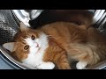 Cat Sleeping Inside Washing Machine And He Refuses To Get Out