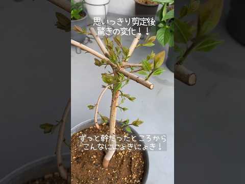 メキシカンオレンジの木の植栽アドバイス メンテナンスポットガーデンの設置場所
