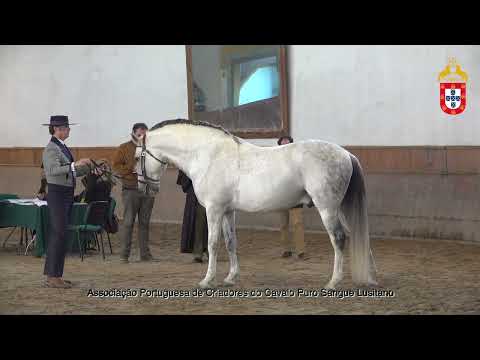 230128 28 Hábil - Aprovação de Garanhões