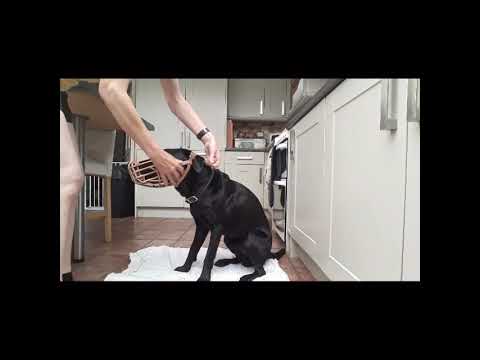 Harmony Professional Dog Training video.