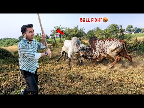 Anand VS Bheem Khatarnak Bull Fight🤬🐂⚔️